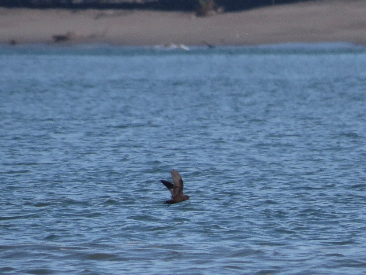 Least Storm-Petrel - John van Dort