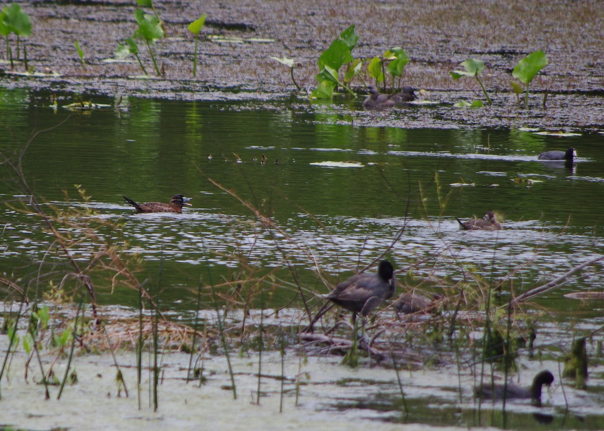 Masked Duck - ML219467851