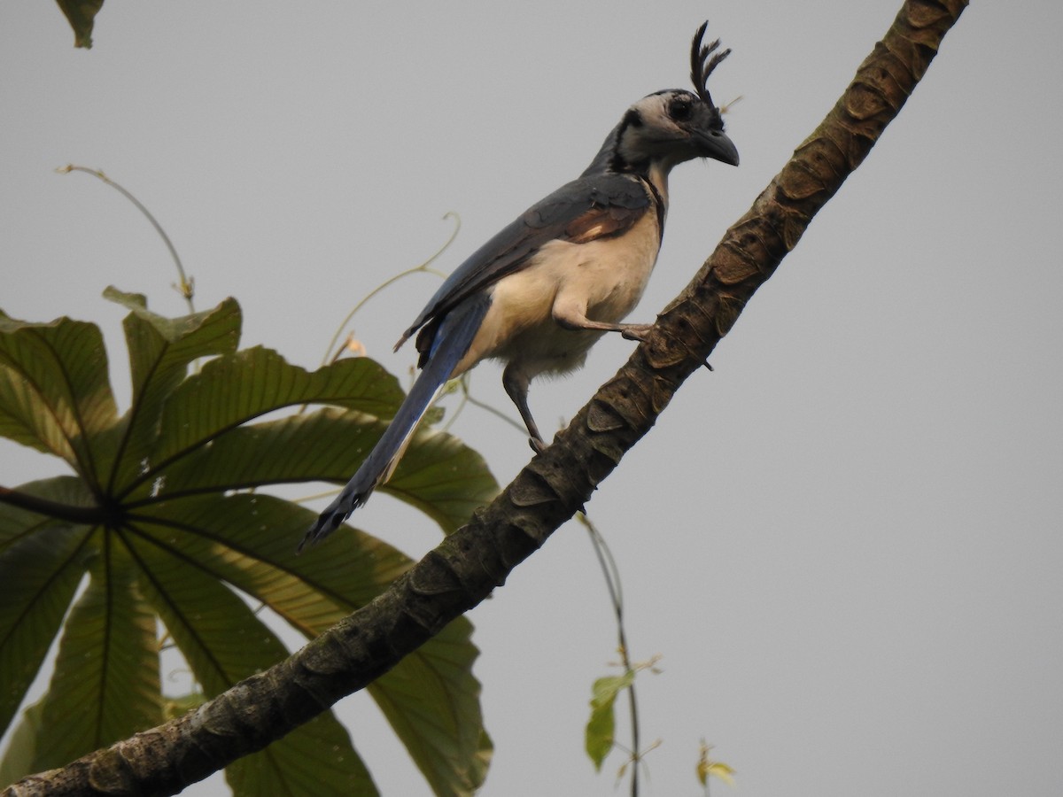 White-throated Magpie-Jay - ML219470291