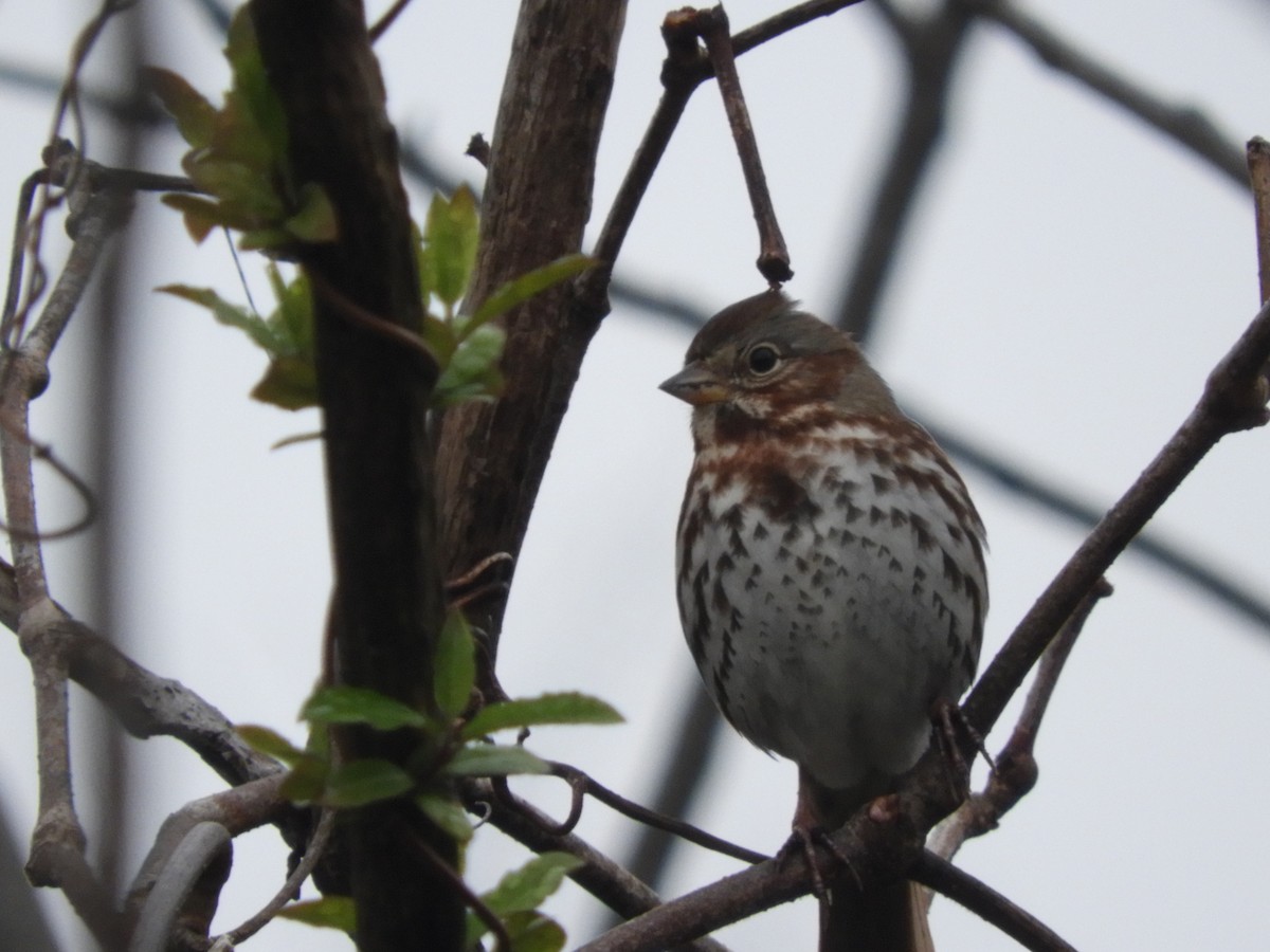 Fox Sparrow - Lisa Scheppke