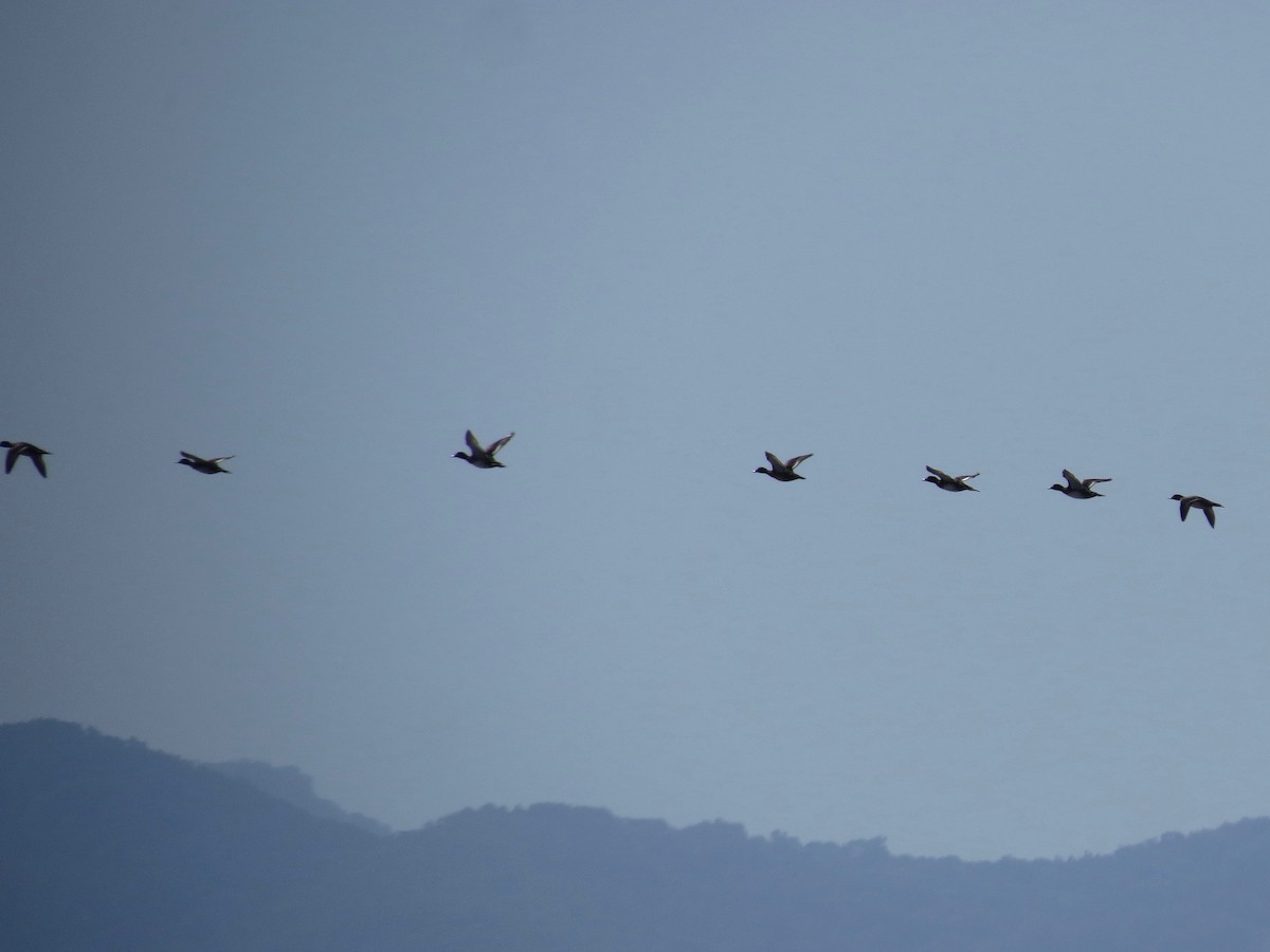 Lesser Scaup - ML21947081