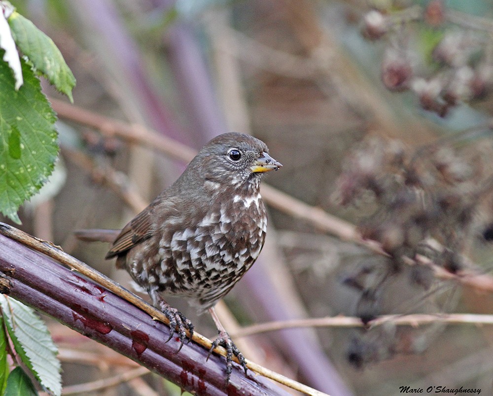 Fox Sparrow - ML21947091