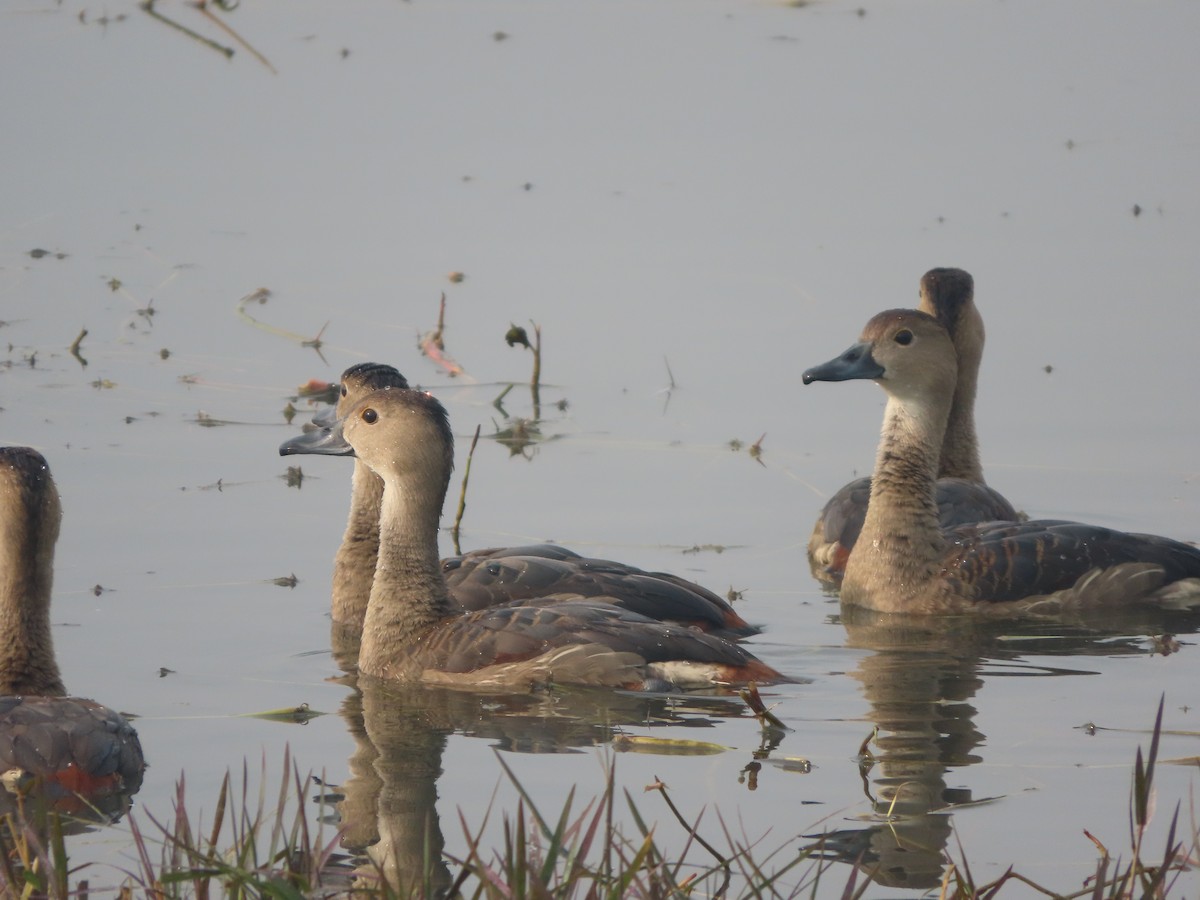 Lesser Whistling-Duck - Adrian Smith