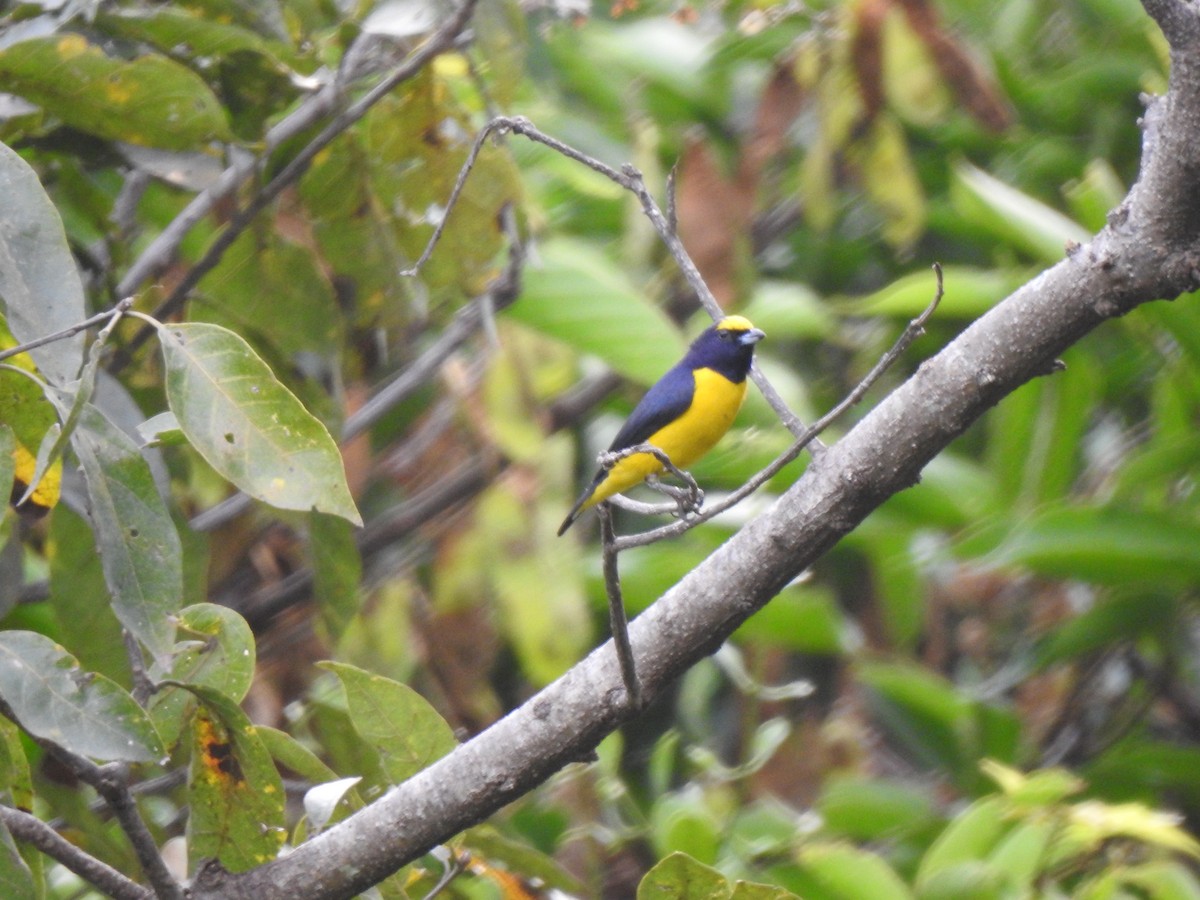 Scrub Euphonia - ML219471731