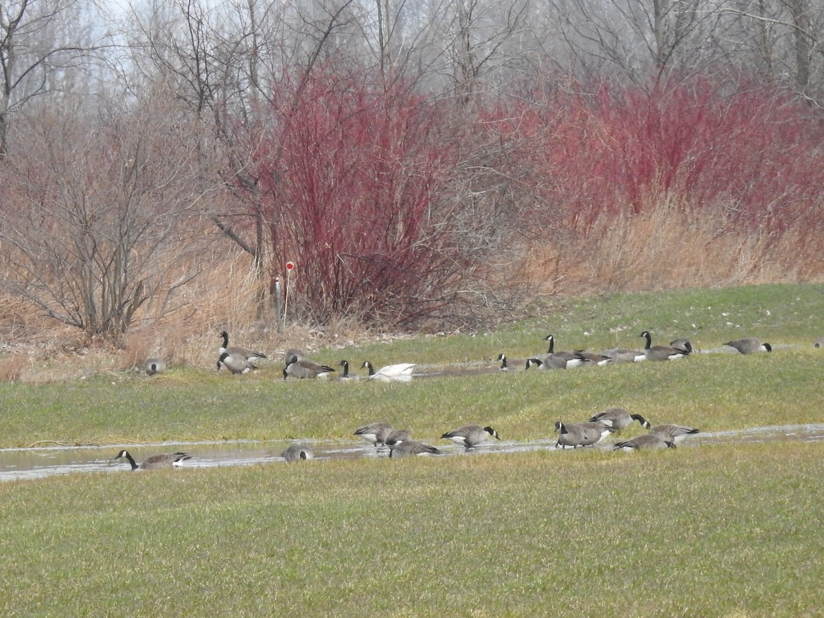 Canada Goose - ML219472031