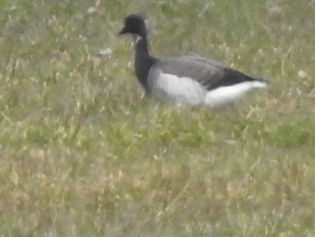 Brant - ML219472051