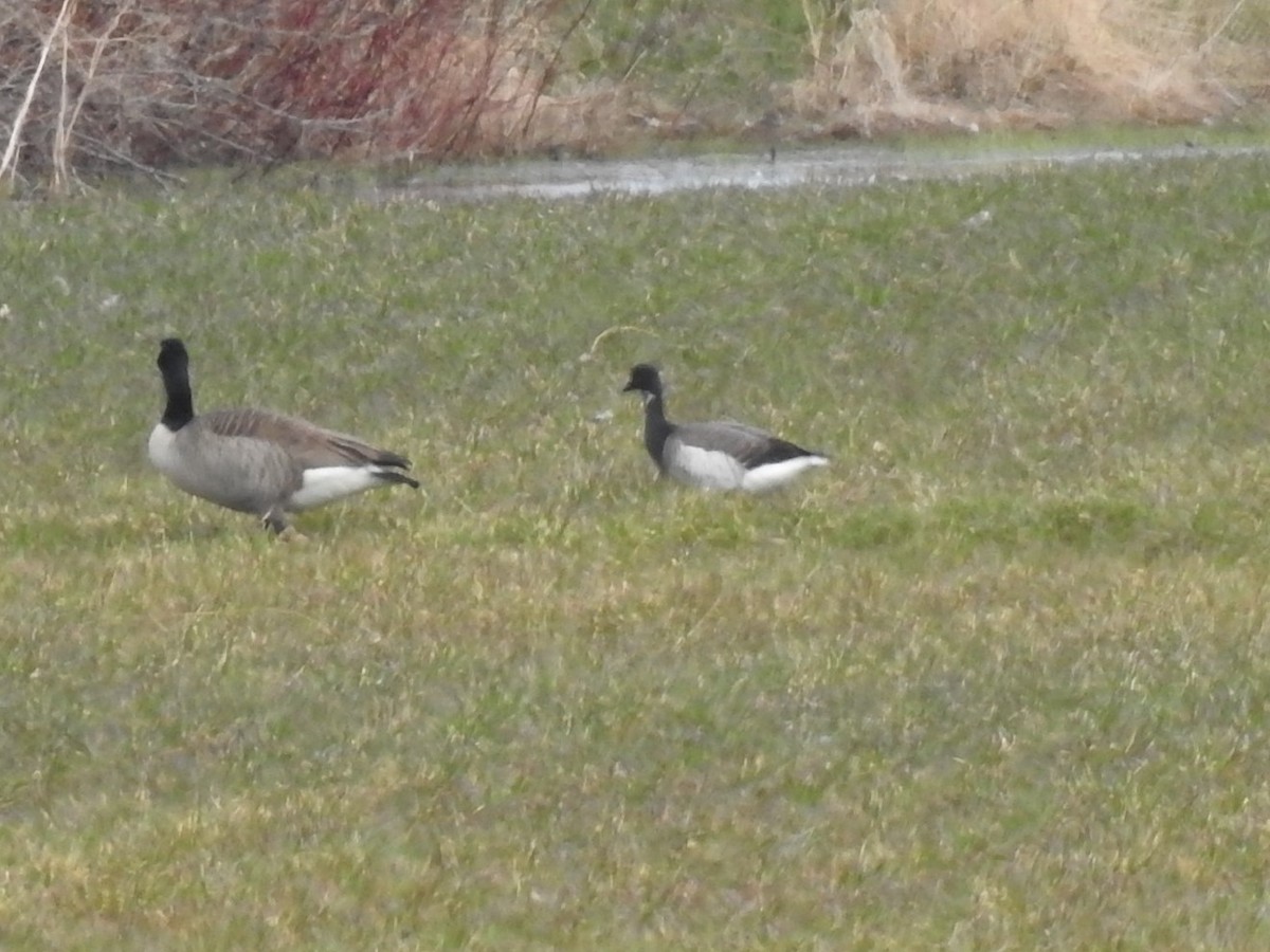 Brant - ML219472081