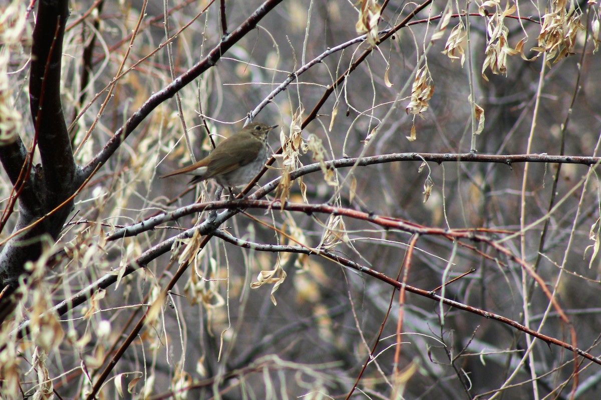 Hermit Thrush - ML219473641