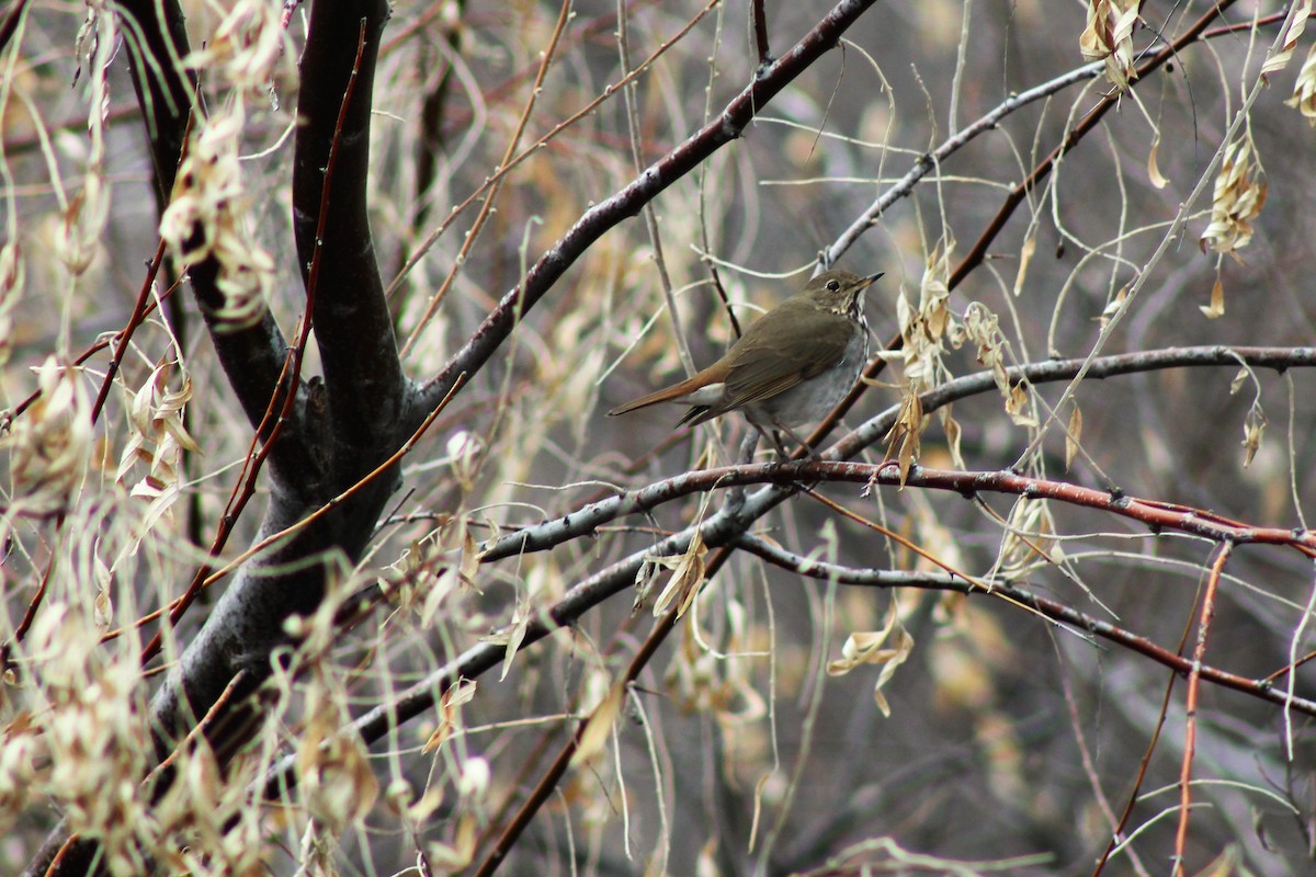 Hermit Thrush - ML219473651