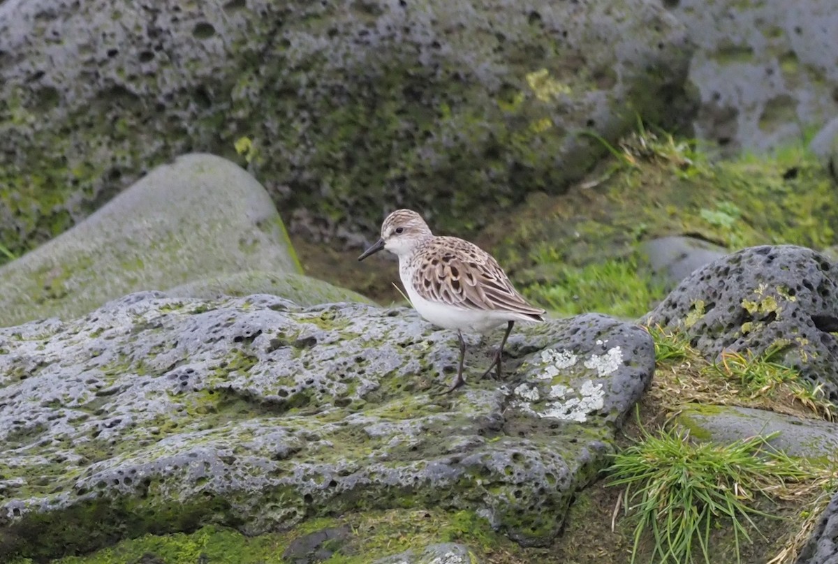 Semipalmated Sandpiper - ML219475101