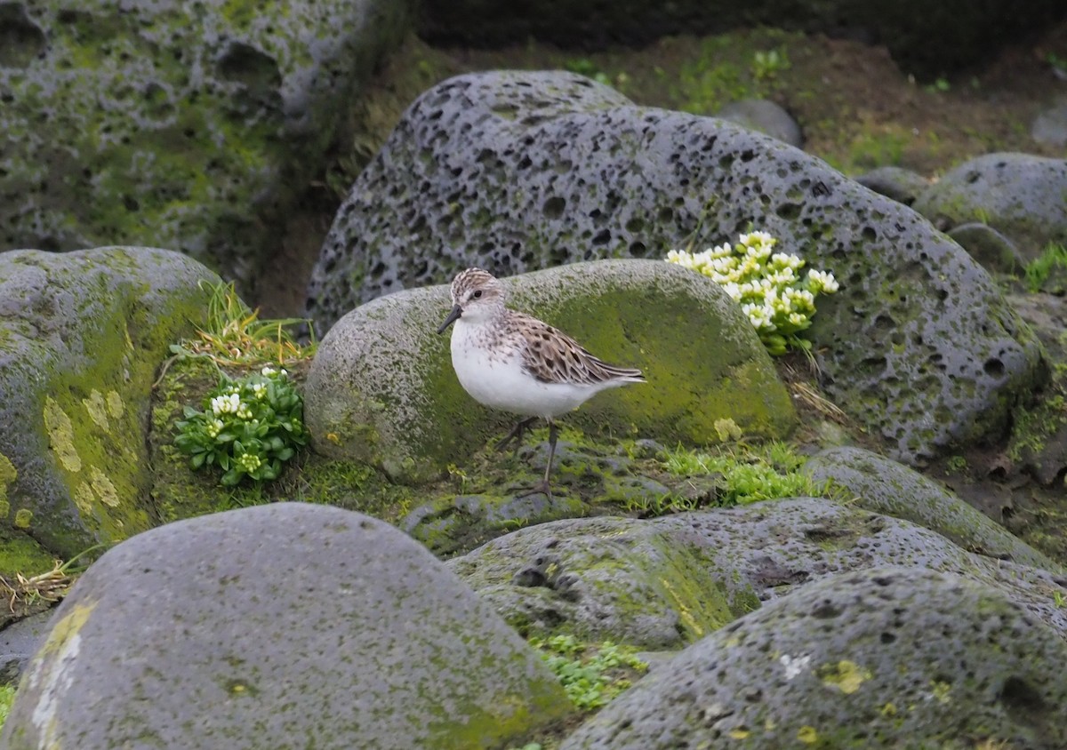 Semipalmated Sandpiper - ML219475151