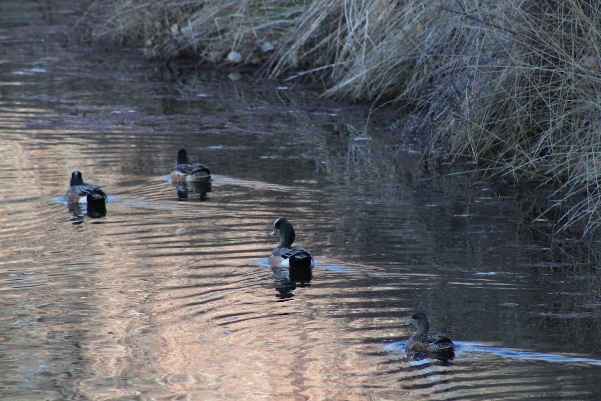 American Wigeon - ML219475161