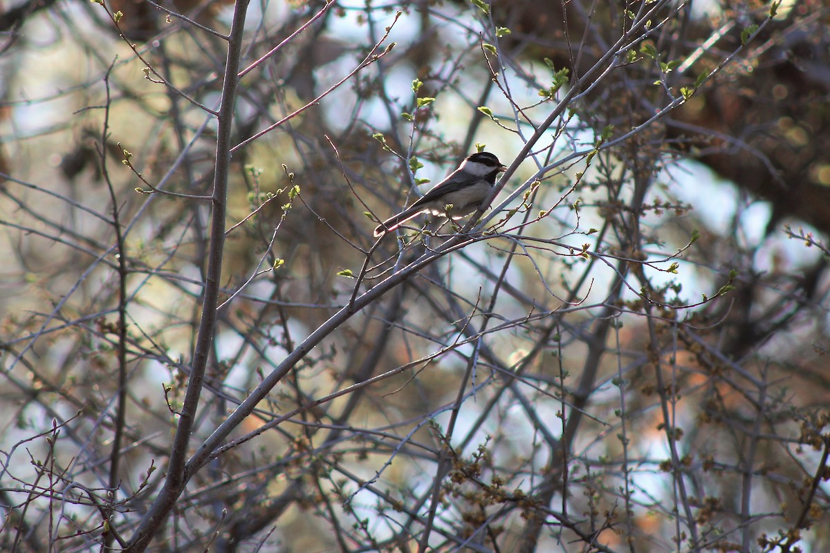 Mountain Chickadee - David Lerwill