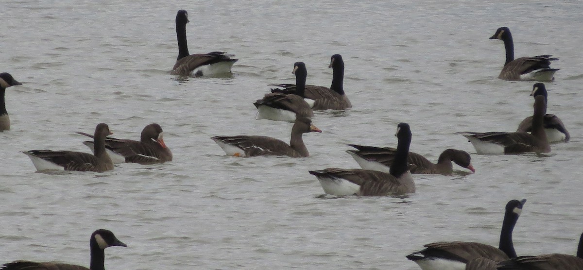 Greater White-fronted Goose - ML21947541
