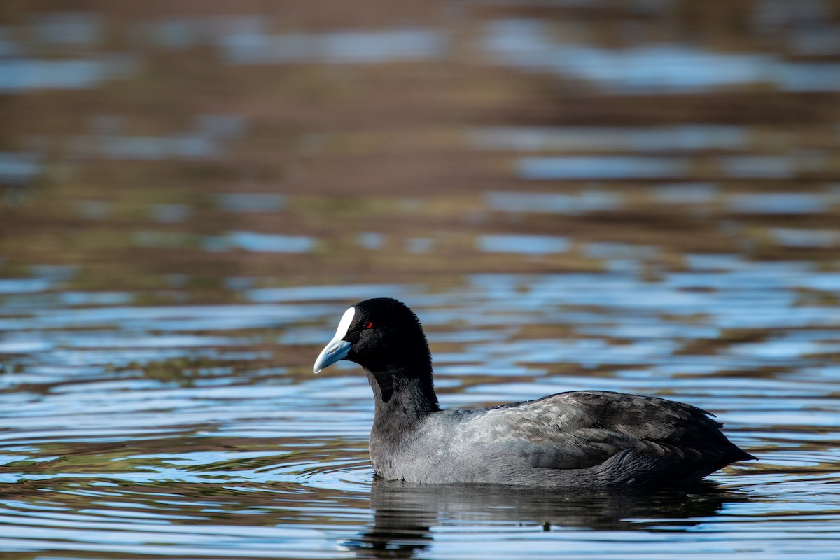 Eurasian Coot - Dan Burgin