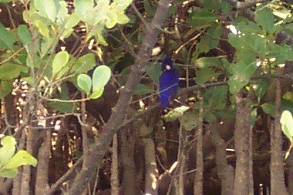 Azure Kingfisher - ML219477291