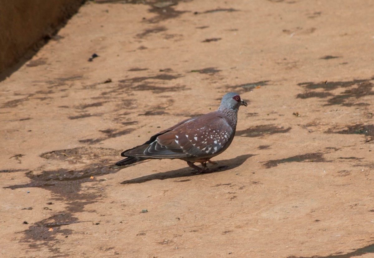 Speckled Pigeon - Leslie Weichsel