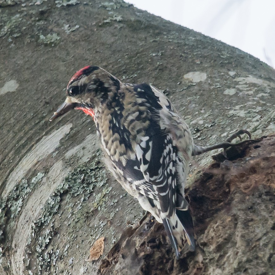 Yellow-bellied Sapsucker - ML21947761