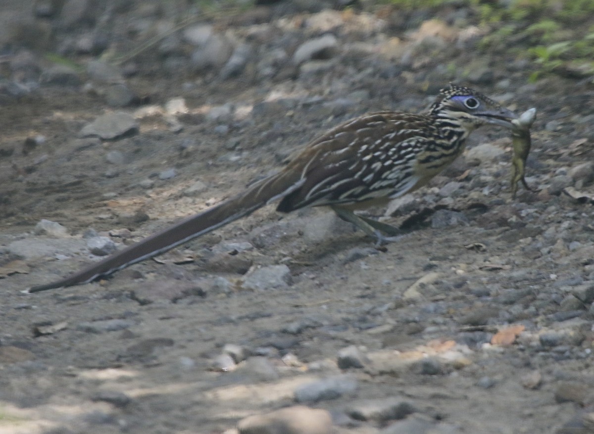 Lesser Roadrunner - ML219478921