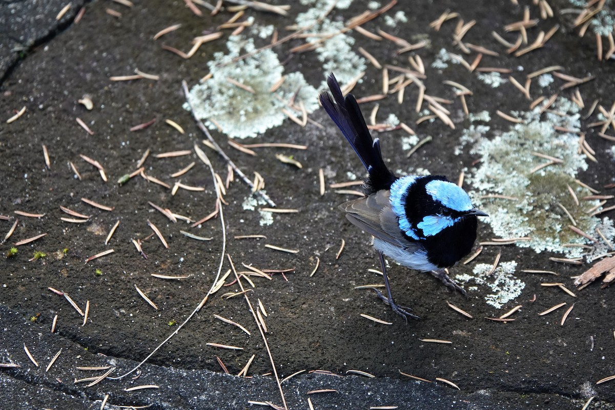 Superb Fairywren - ML219480871