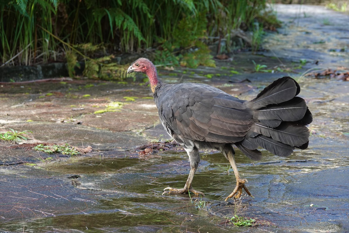 Australian Brushturkey - ML219480971