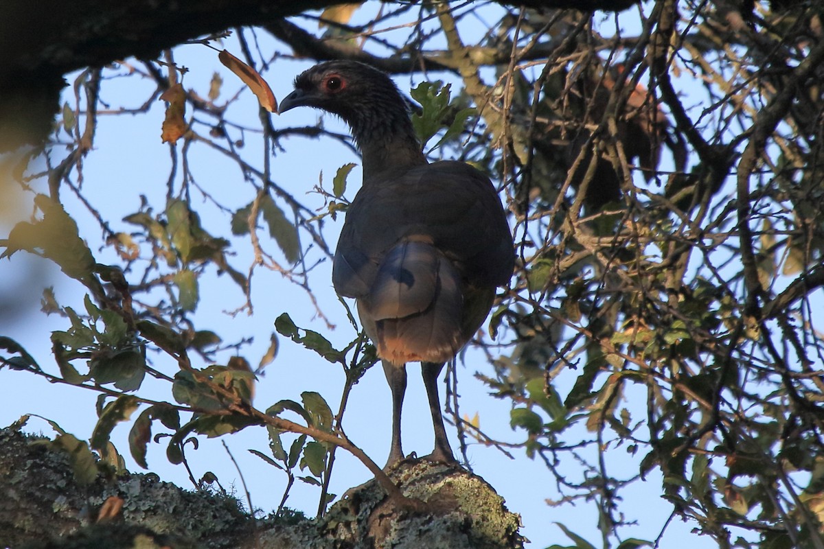 West Mexican Chachalaca - ML219481631