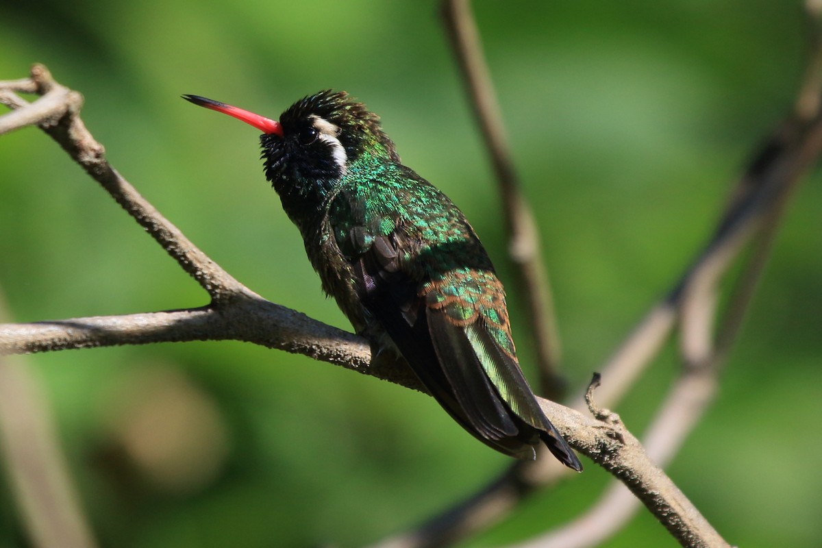 White-eared Hummingbird - ML219481831