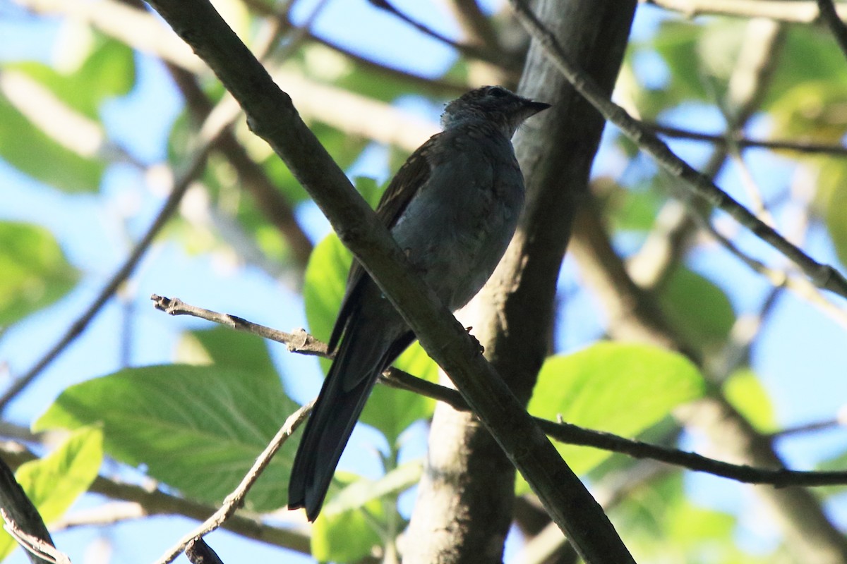 Brown-backed Solitaire - ML219482271