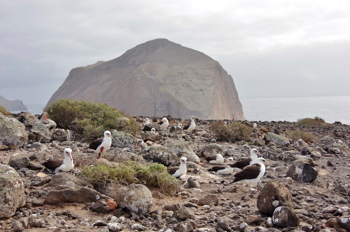 Laysan Albatrosu - ML21948251