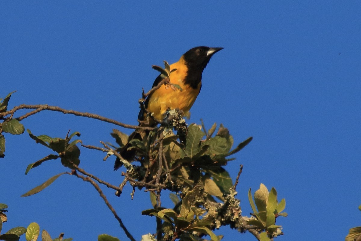 Schwarzkopftrupial (dickeyae/nayaritensis) - ML219482621