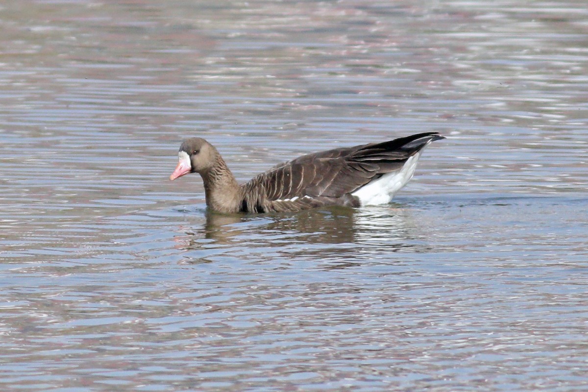 Greater White-fronted Goose - ML219483461