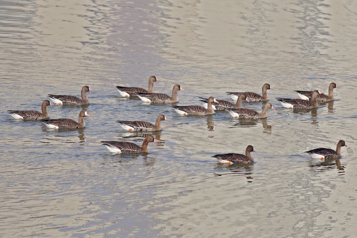 Greater White-fronted Goose - ML219483471