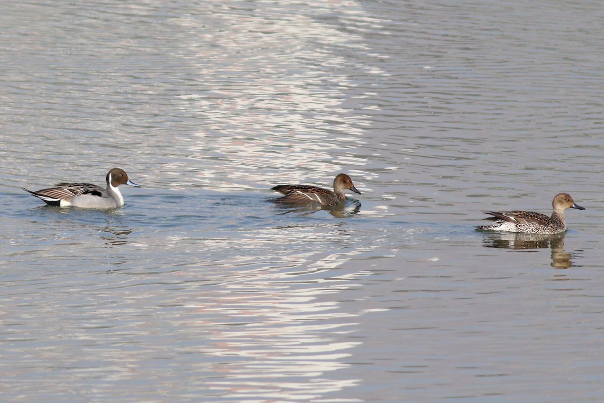 Northern Pintail - 白尾 海雕