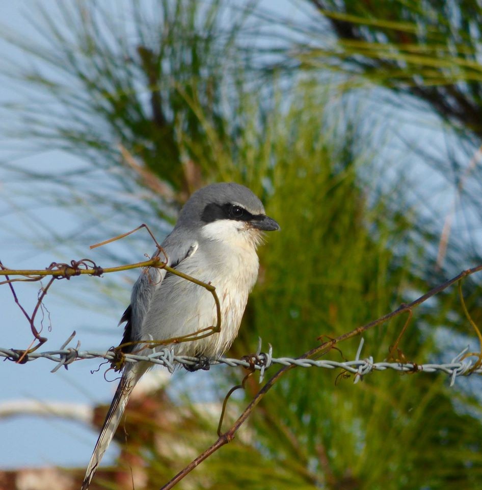 Loggerhead Shrike - ML21948501