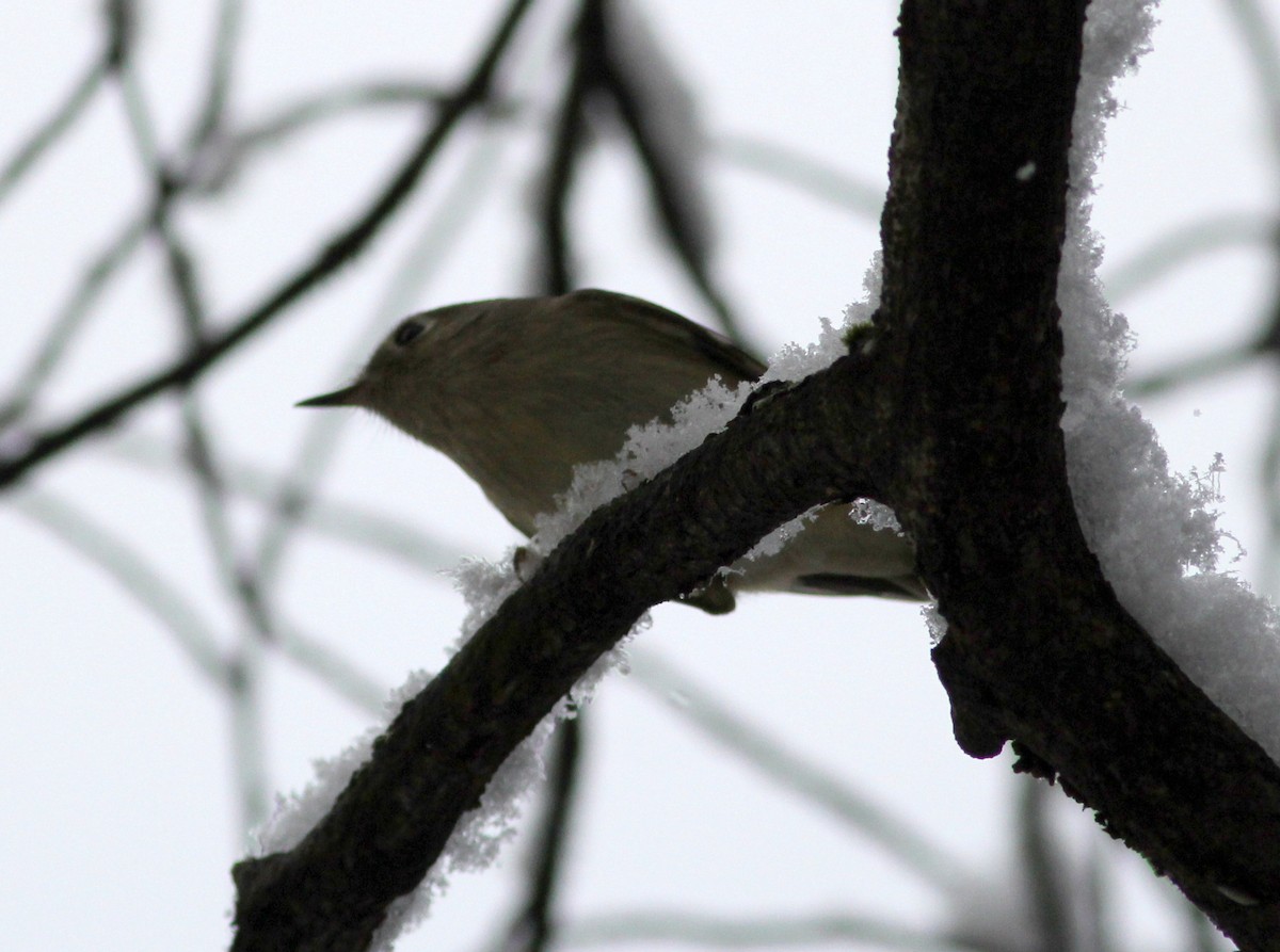 Ruby-crowned Kinglet - ML21948641