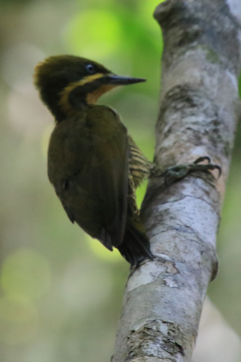 Golden-green Woodpecker - ML219487041