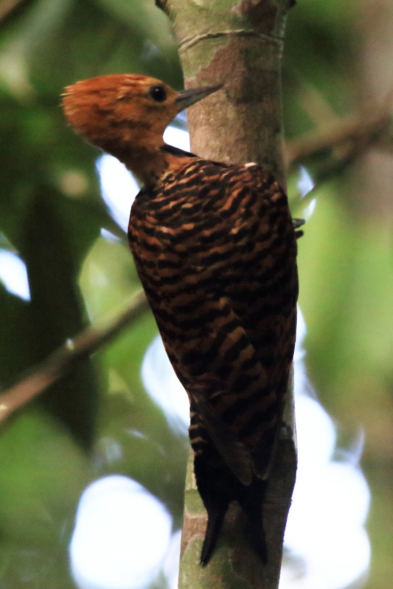 Ringed Woodpecker - ML219487071