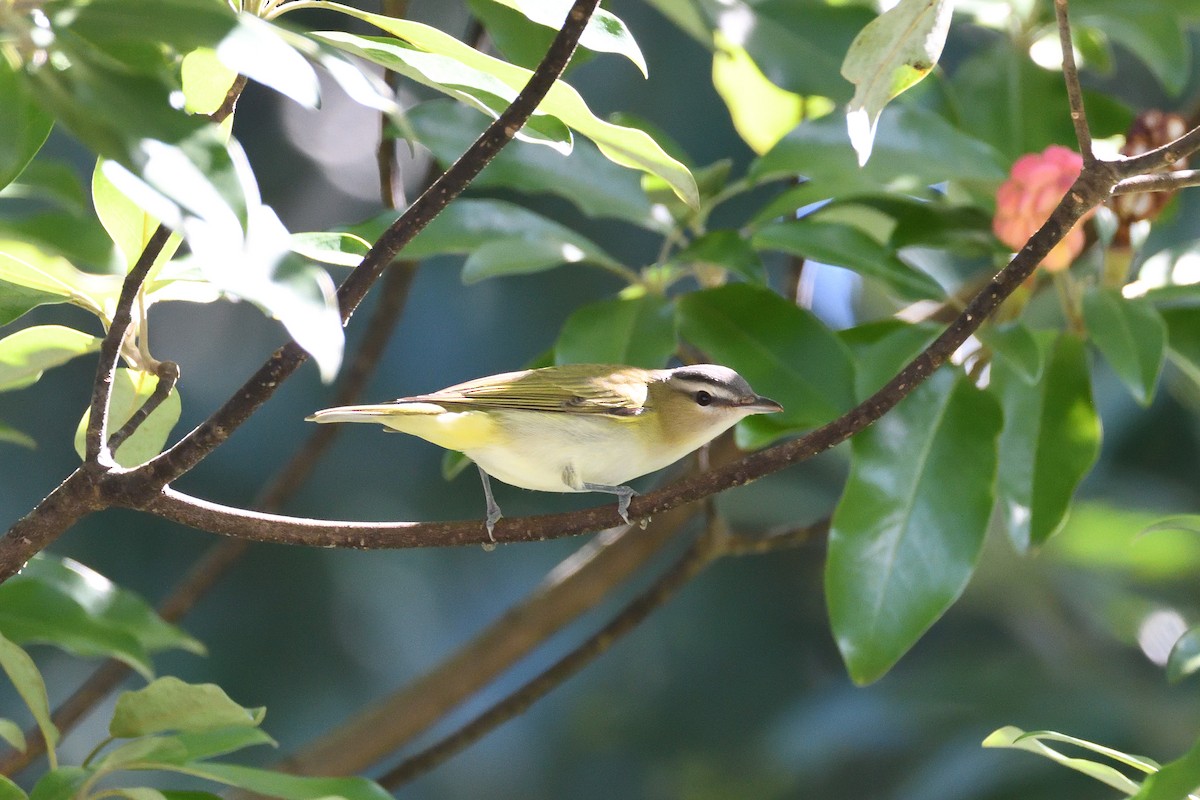Red-eyed Vireo - ML219489321