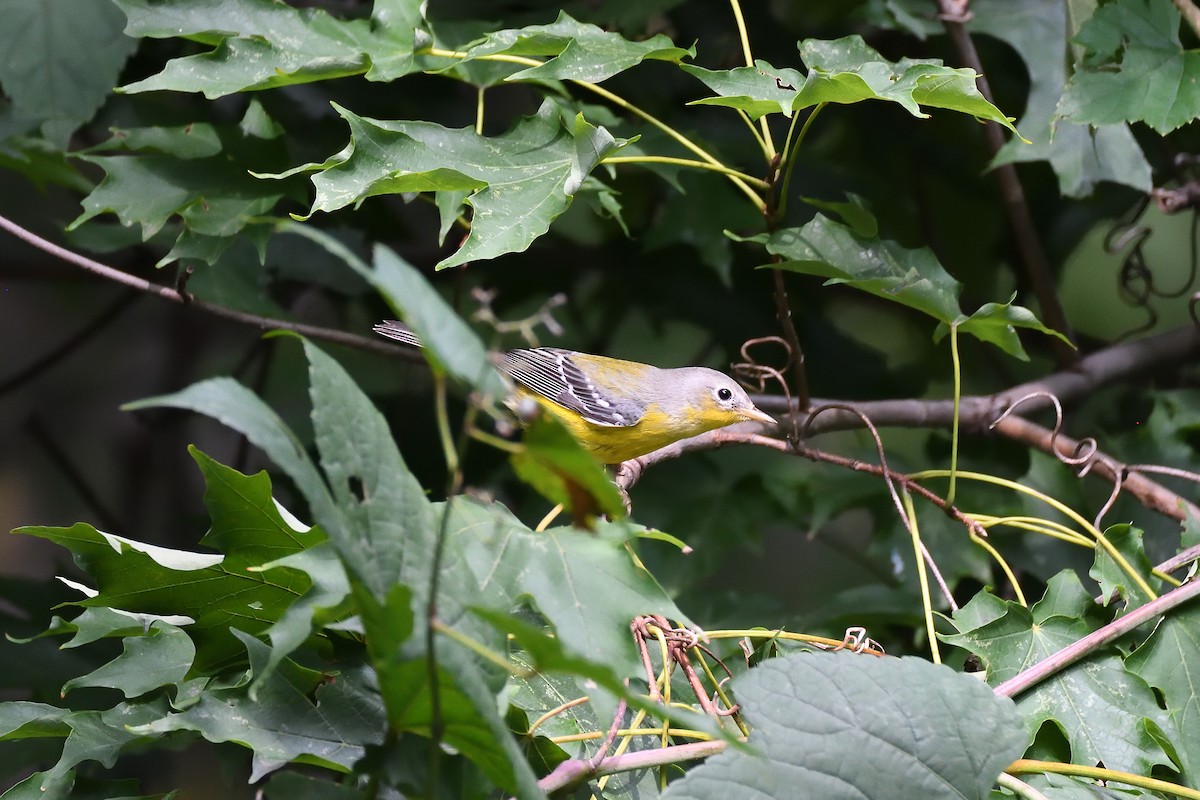 Magnolia Warbler - terence zahner