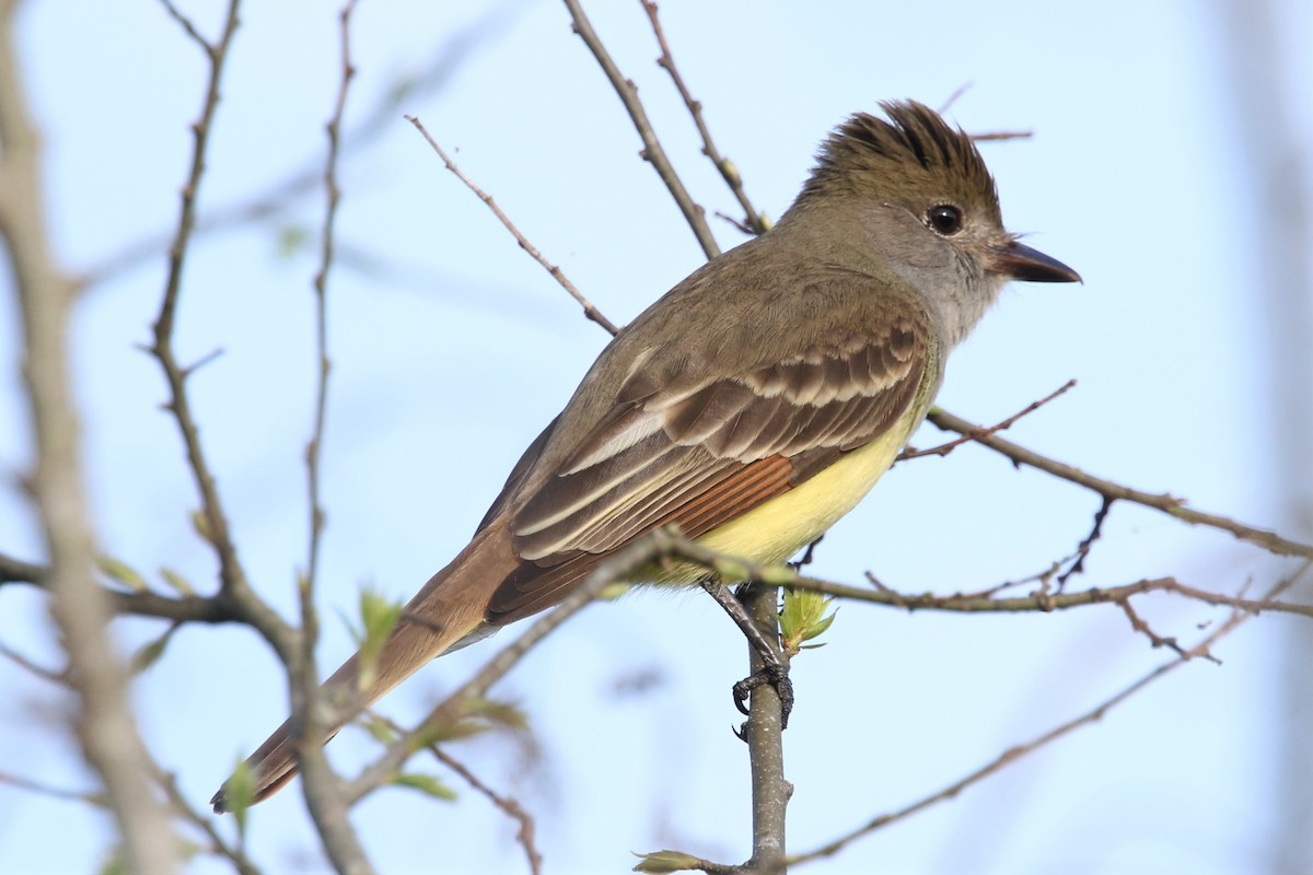 Great Crested Flycatcher - ML219490821
