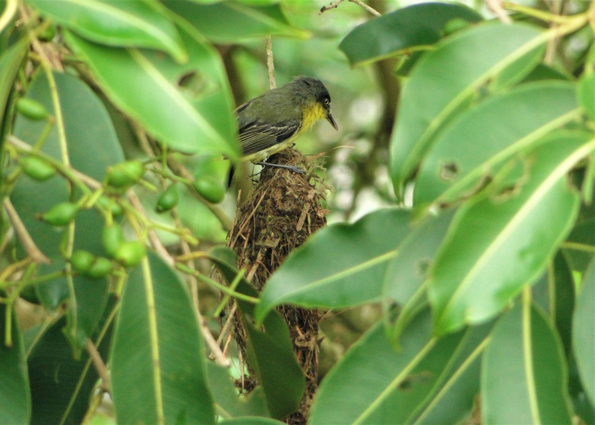 Common Tody-Flycatcher - ML219491191