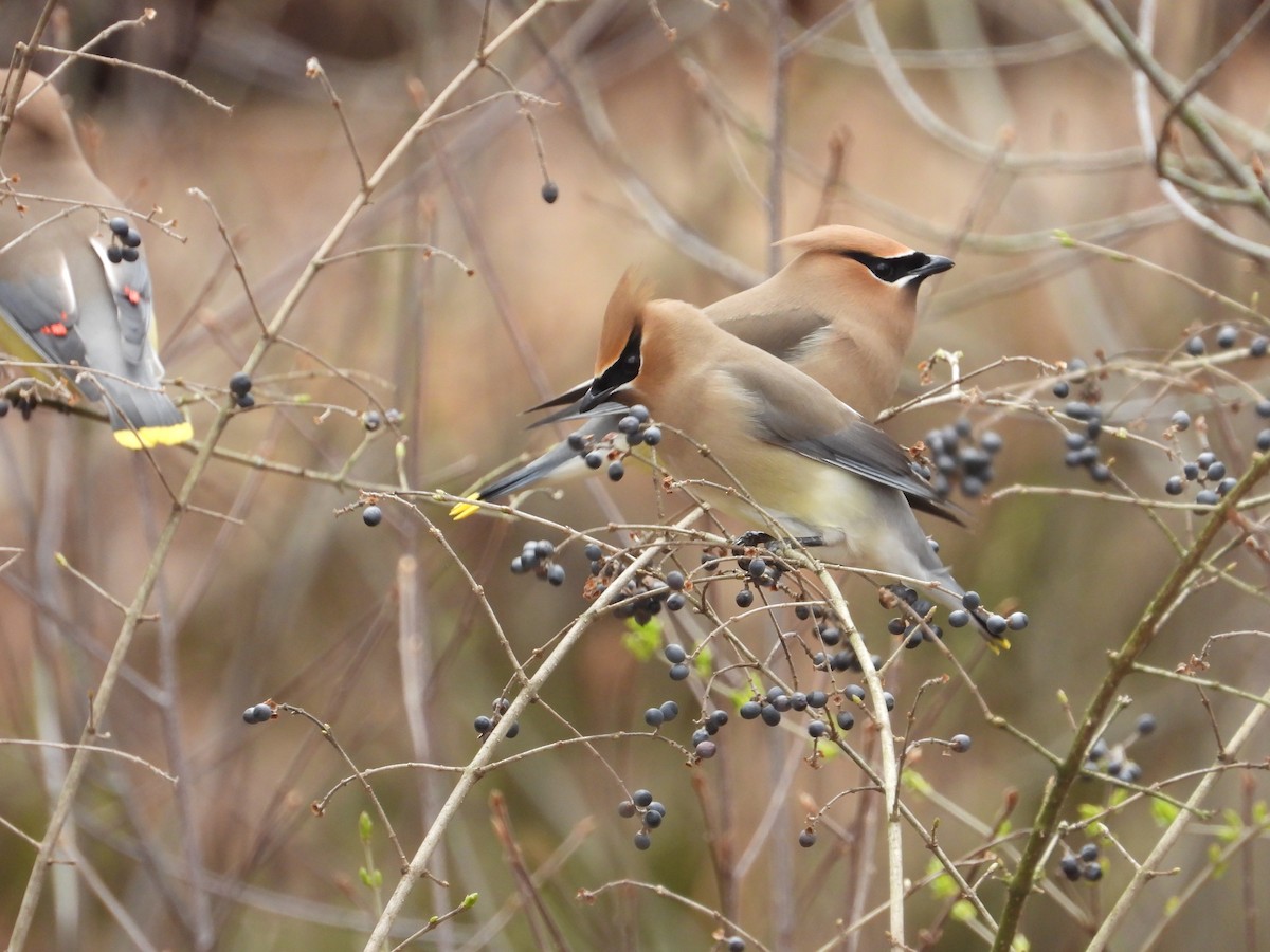 Cedar Waxwing - ML219491241