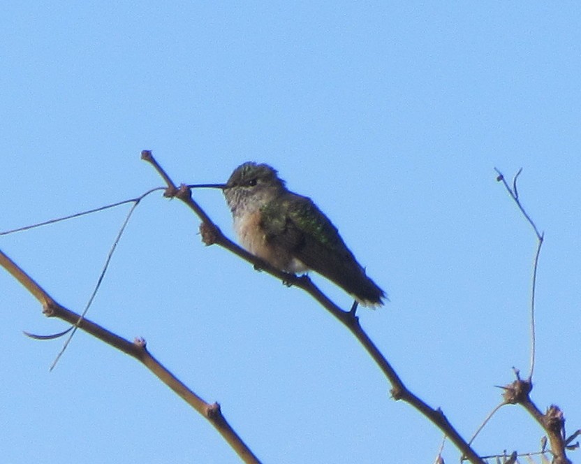 Broad-tailed Hummingbird - ML21949211