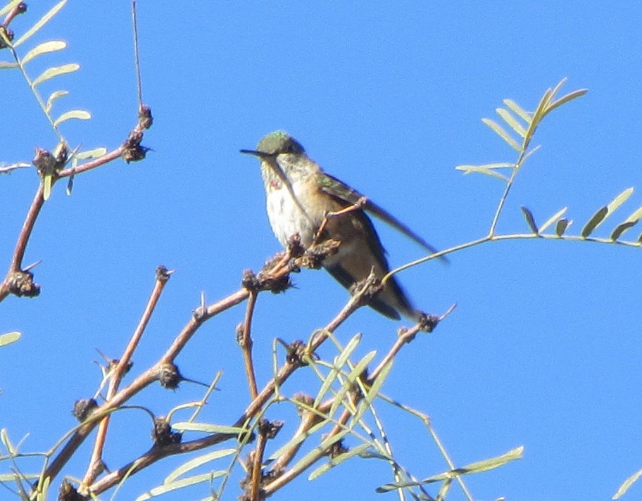 Broad-tailed Hummingbird - ML21949221