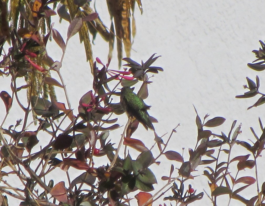 Broad-tailed Hummingbird - ML21949231