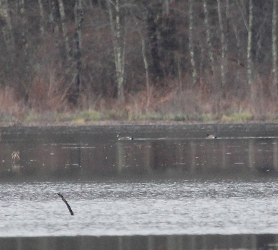 Eurasian Wigeon - ML219493061