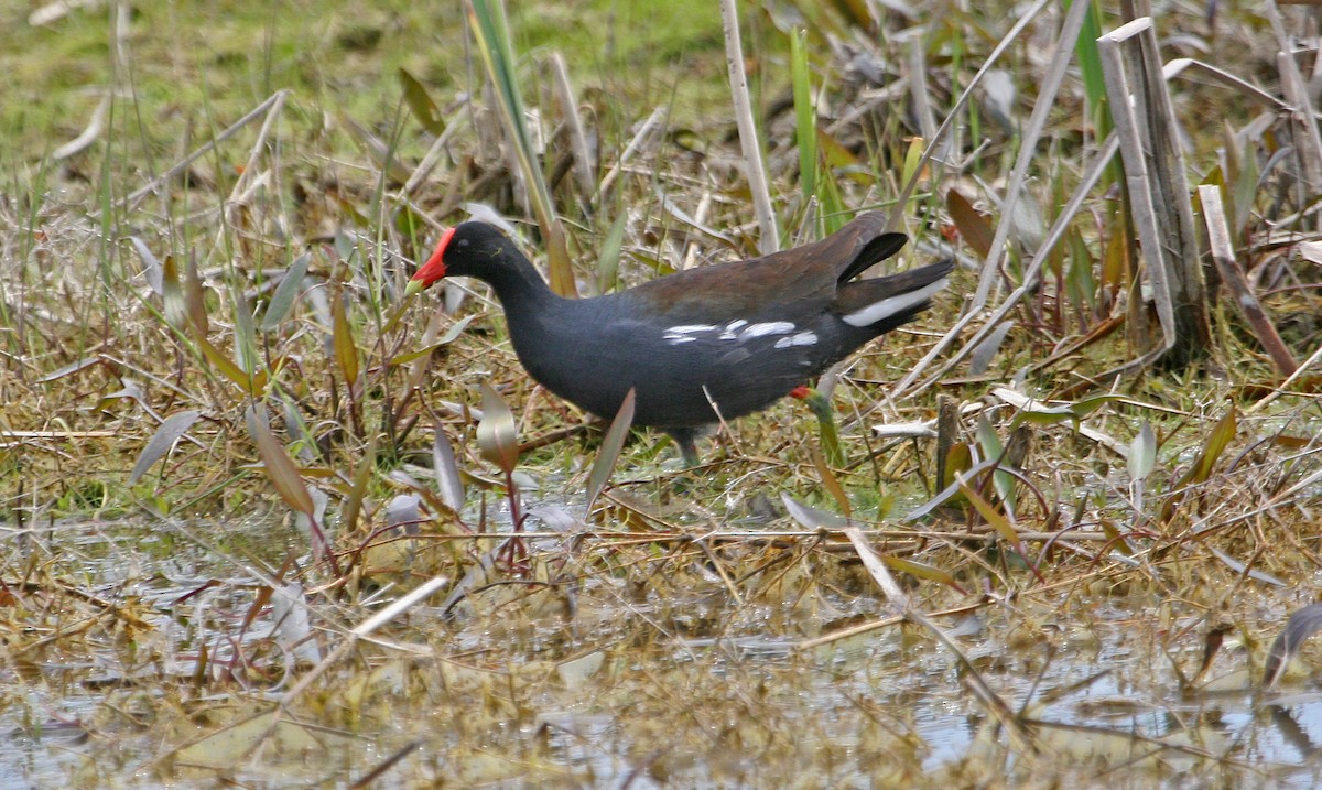 Common Gallinule - ML219494471