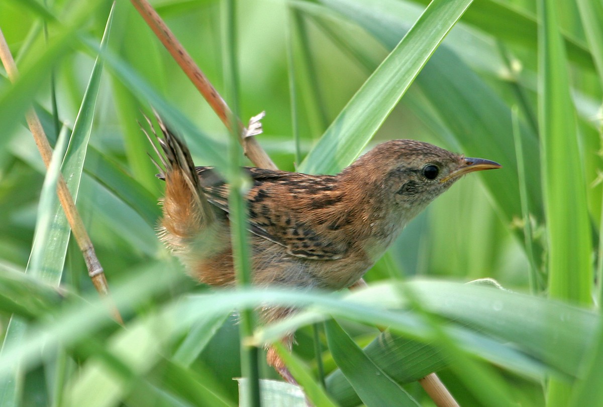 Sedge Wren - ML219494611