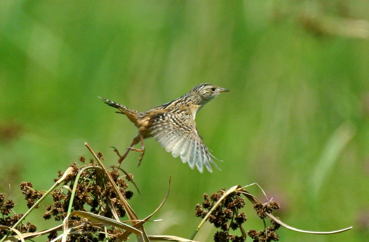 Sedge Wren - Clint Murray