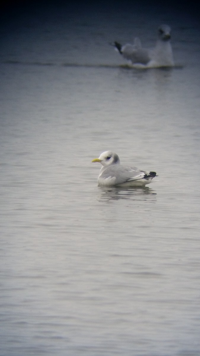 Black-legged Kittiwake - ML21949801